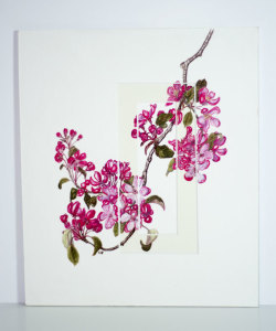 Crab apple 280x330mm