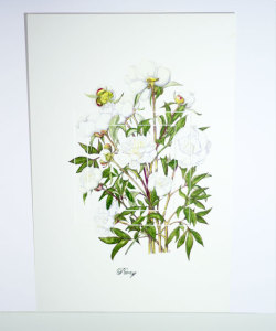 Peony 550x800mm