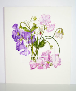 Sweat Pea 280x330mm