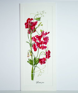 Sweet Pea 240x540mm