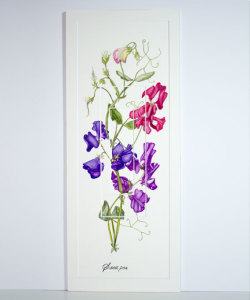 Sweet Pea 240x540mm