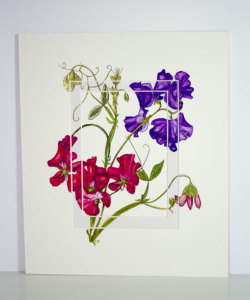 Sweet Pea 280x330mm
