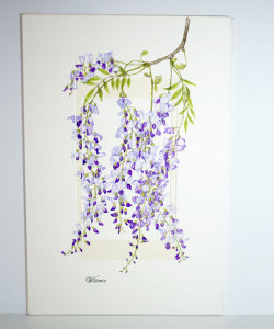 Wisteria 550x800mm