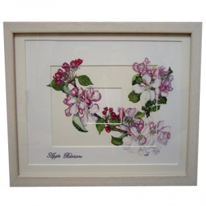 Apple Blossom