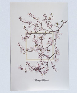 Cherry Blossom
