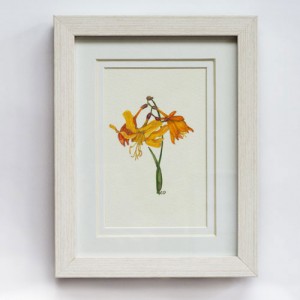 Daffodil 280x330mm