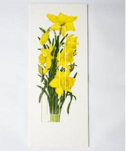 Daffodil 240x540mm