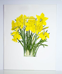 Daffodil 440x540mm