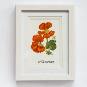 Nasturtium 280x330mm