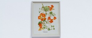 Nasturtium