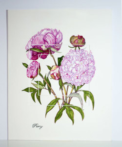 Peony 440x540mm