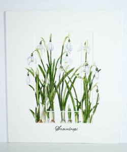 Snowdrops 280x330mm