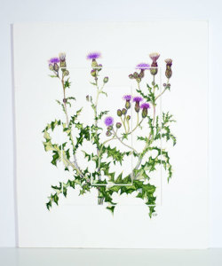Thistle 280x330mm