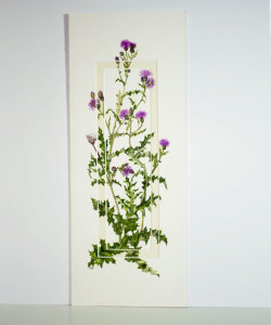 Thistle 240x540mm