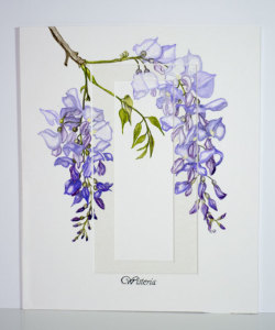 Wisteria 280x330mm